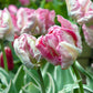 Silver Parrot Tulip Bulbs