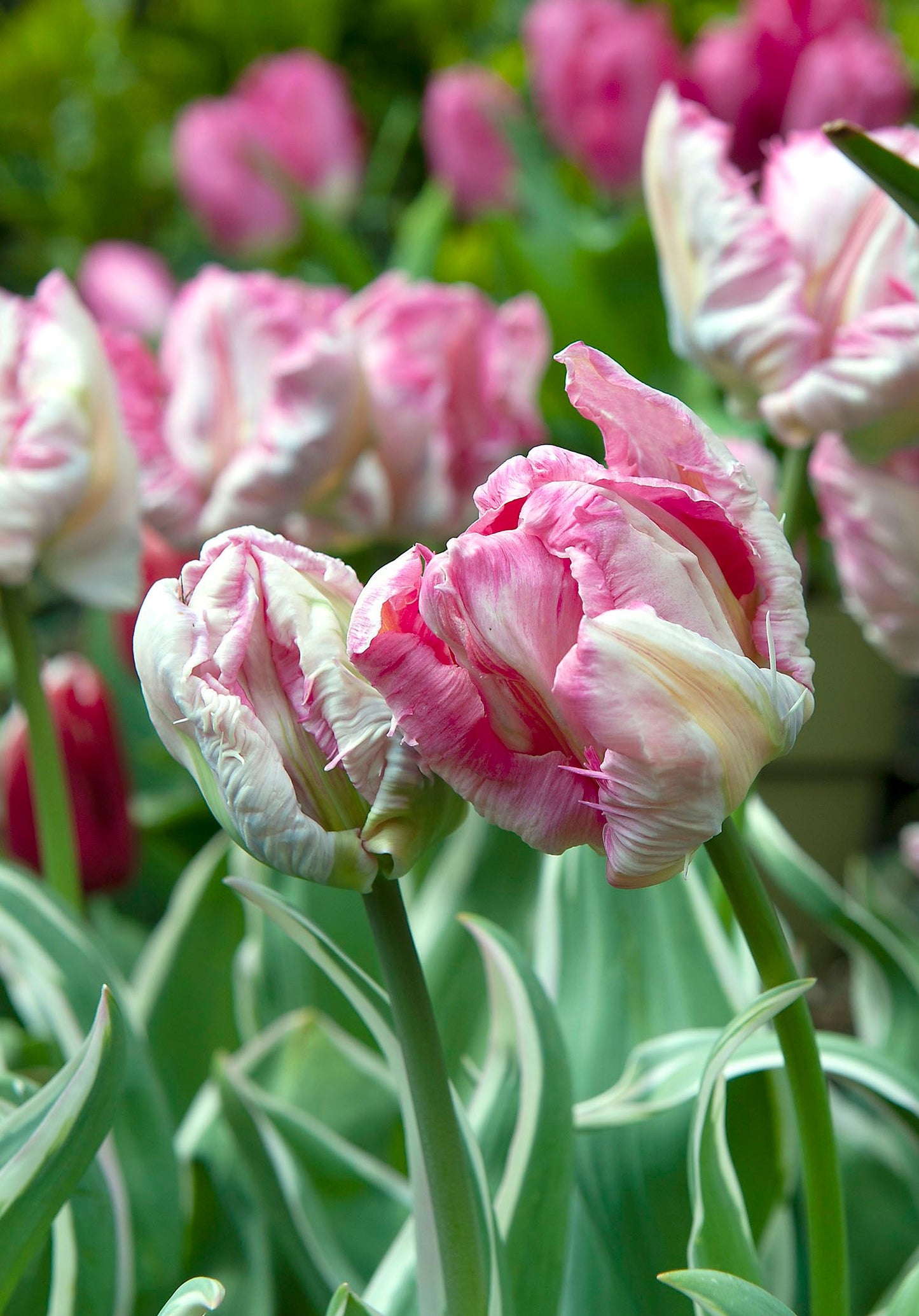 Silver Parrot Tulip Bulbs