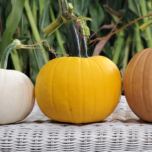 Sunlight F1 Pumpkin