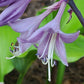 Hanjas Red Edge Hosta Plants online shopping