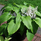 Green Acres Hosta Plants online shopping