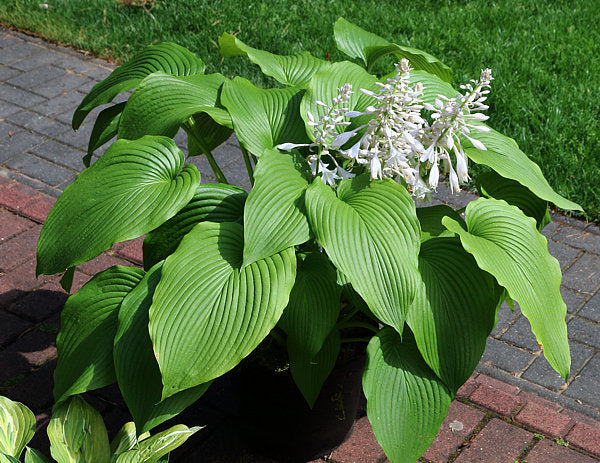 Green Acres Hosta Plants online shopping