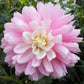 Chilson’s Pride Dahlia