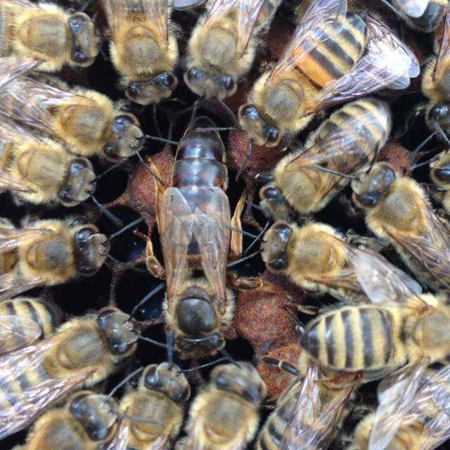 Saskatraz Honey Bee Queen