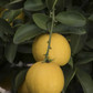 Palestine Sweet Lime Budwood citrus plant material online shopping