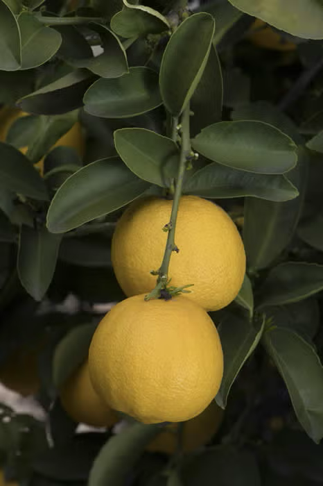 Palestine Sweet Lime Budwood citrus plant material online shopping