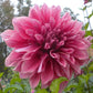 Emory Paul Dahlia Plants online shopping