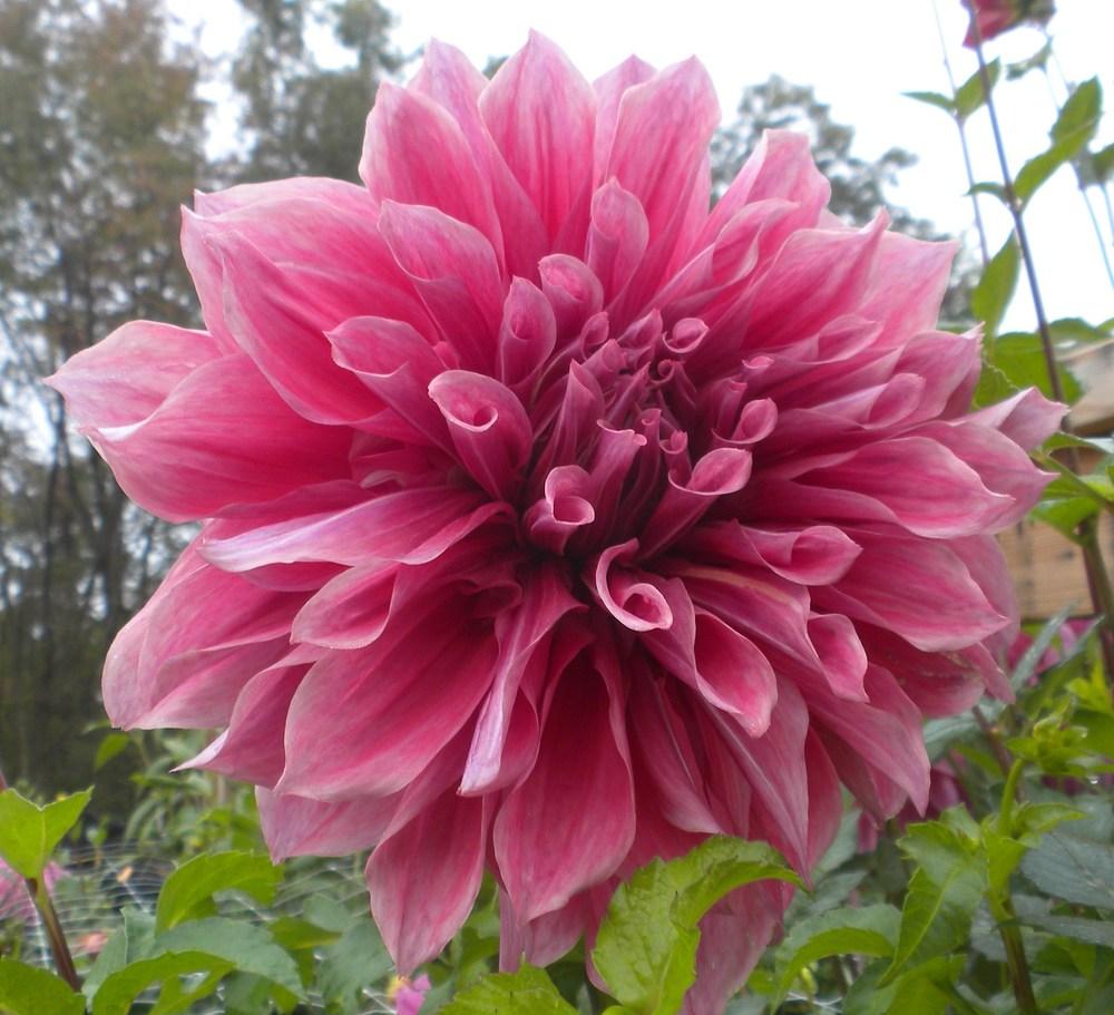 Emory Paul Dahlia Plants online shopping