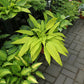 Chris’ A Lalalala Long Hosta Plants online shopping