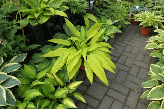 Chris’ A Lalalala Long Hosta Plants online shopping