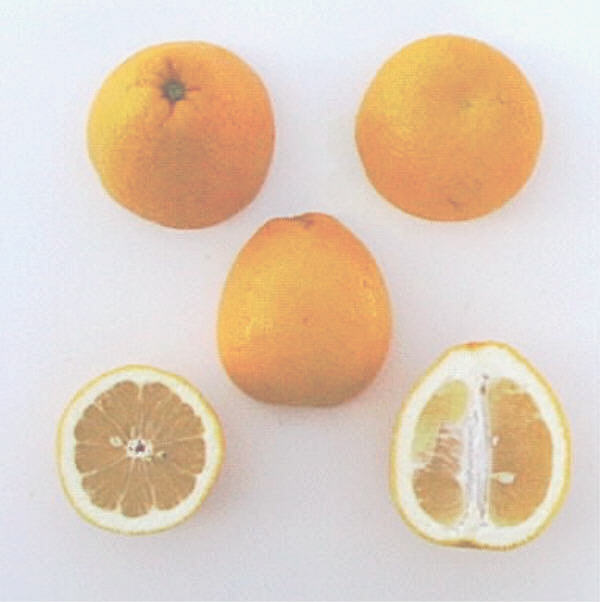 Kinkoji Unshiu Mandarin Hybrid Budwood citrus plant material online shopping