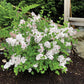 Pearl Potion™ Korean Lilac lilac plant online shopping