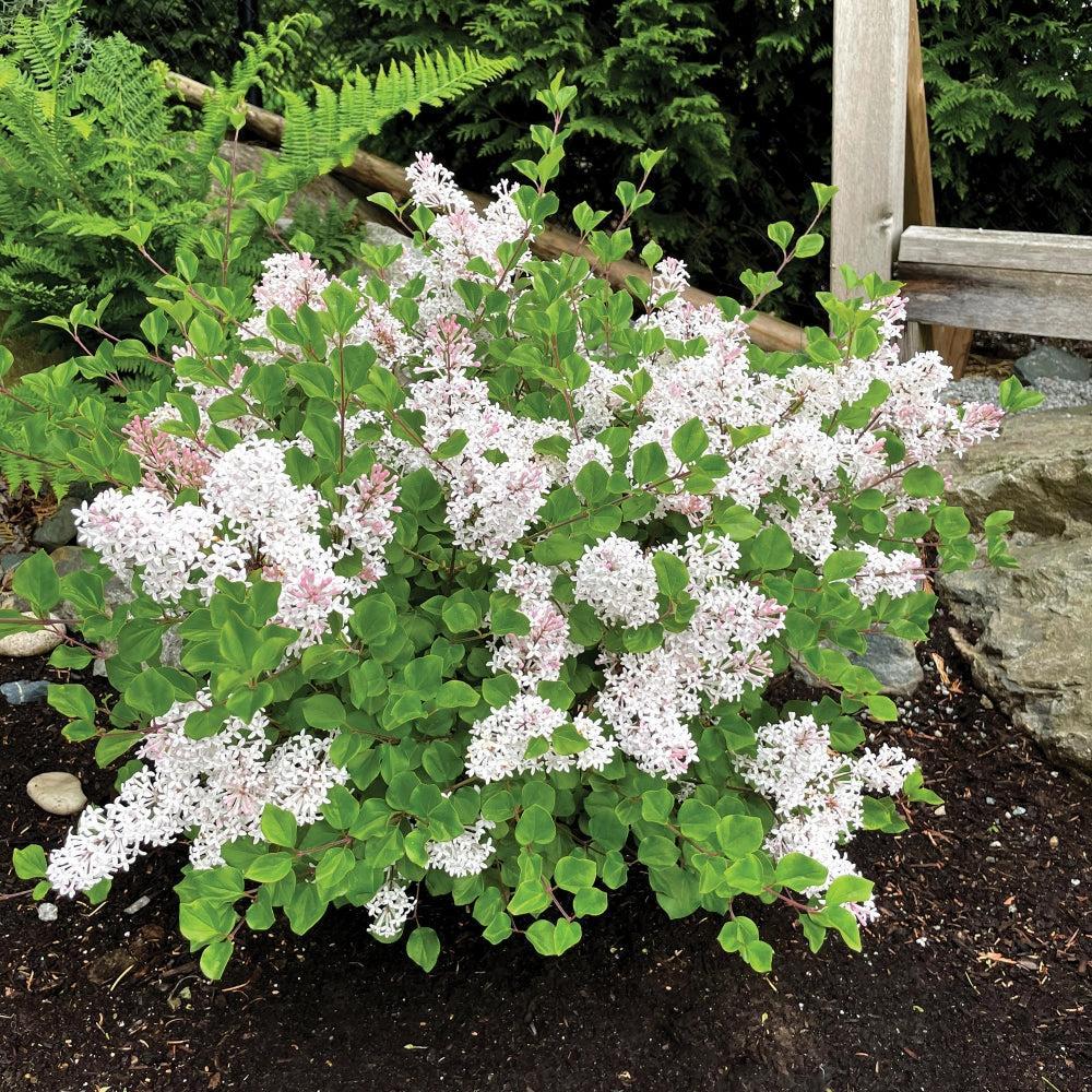 Pearl Potion™ Korean Lilac lilac plant online shopping