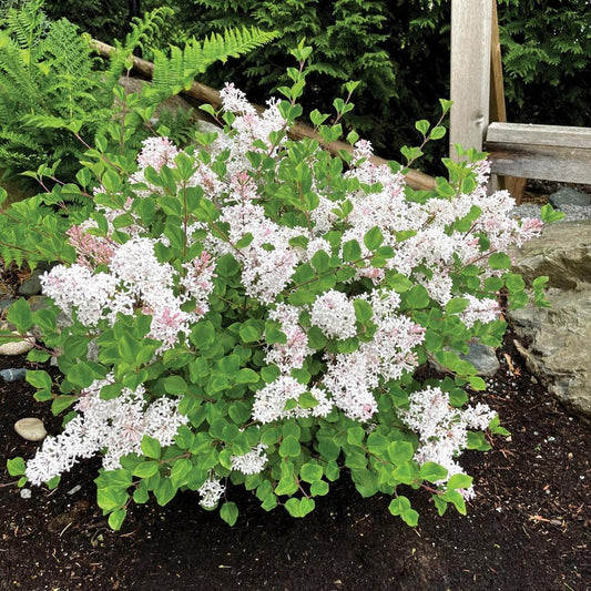 Pearl Potion™ Korean Lilac lilac plant online shopping