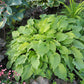 Mrs Minky Hosta Plants online shopping