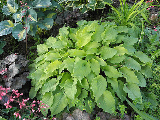 Mrs Minky Hosta Plants online shopping