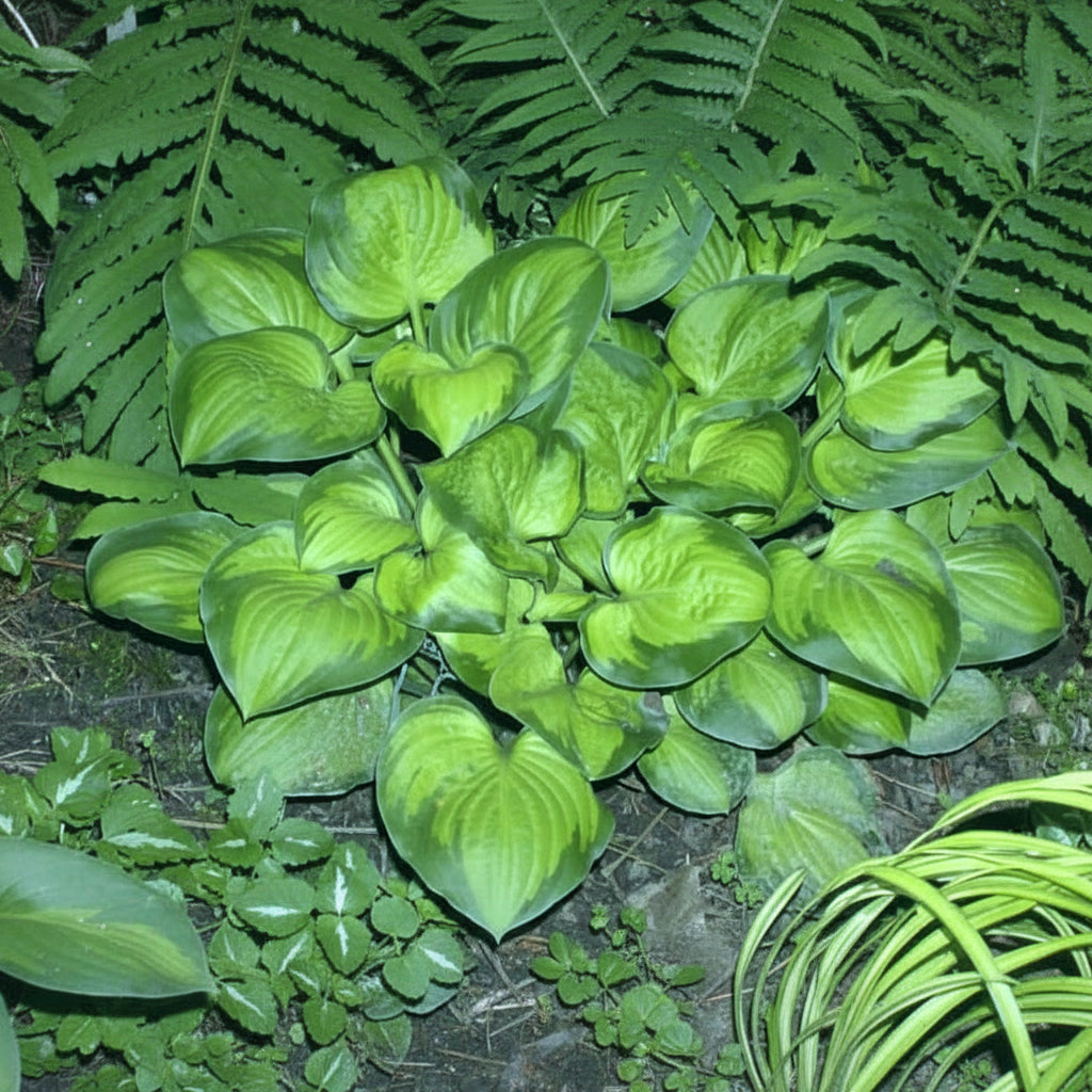 Heart And Soul Hosta Plants online shopping