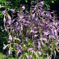 Hydon Sunset Hosta Plants online shopping