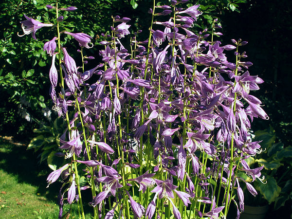 Hydon Sunset Hosta Plants online shopping