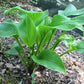 Old Faithful Hosta Plants online shopping