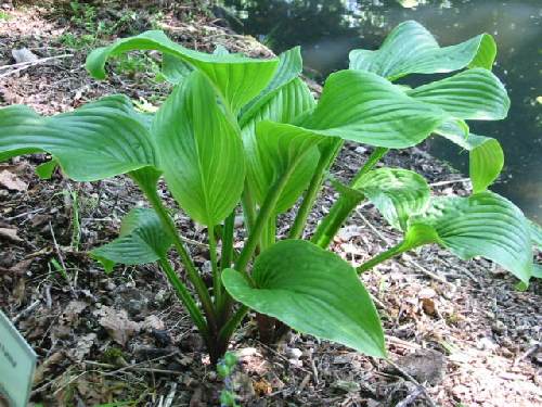 Old Faithful Hosta Plants online shopping