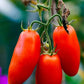 San Marzano Lampadina  Organic Tomato