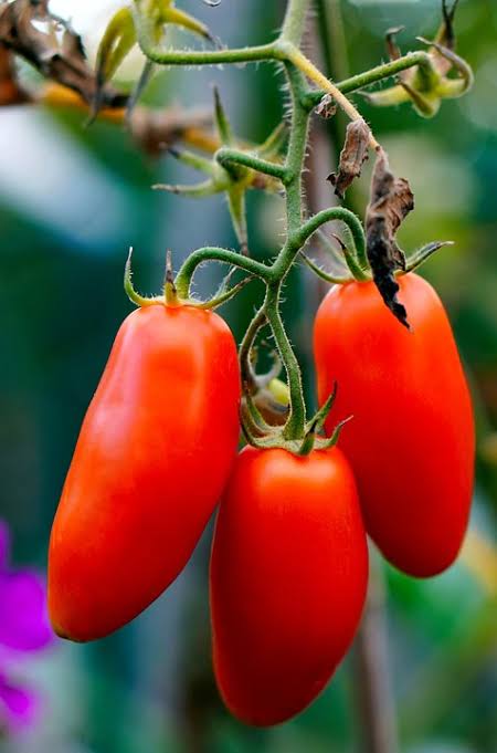 San Marzano Lampadina  Organic Tomato