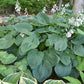 Humpback Whale Hosta Plants online shopping