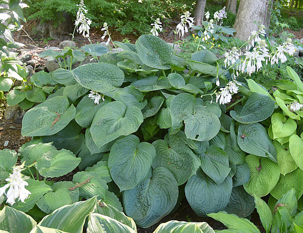 Humpback Whale Hosta Plants online shopping
