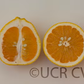Kinkoji Unshiu Mandarin Hybrid Budwood citrus plant material online shopping