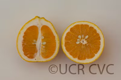 Kinkoji Unshiu Mandarin Hybrid Budwood citrus plant material online shopping