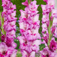 Xperience Gladiolus Corms Plants online shopping