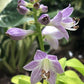 Sun Mouse Hosta Plants online shopping