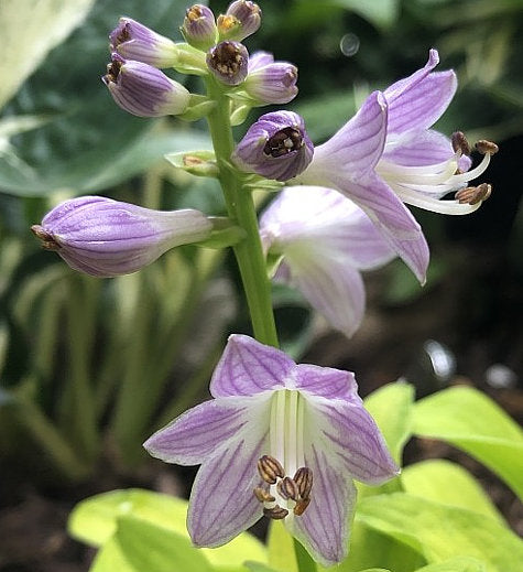 Sun Mouse Hosta Plants online shopping
