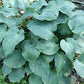 Pewterware Hosta Plants online shopping