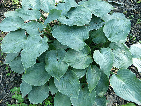 Pewterware Hosta Plants online shopping