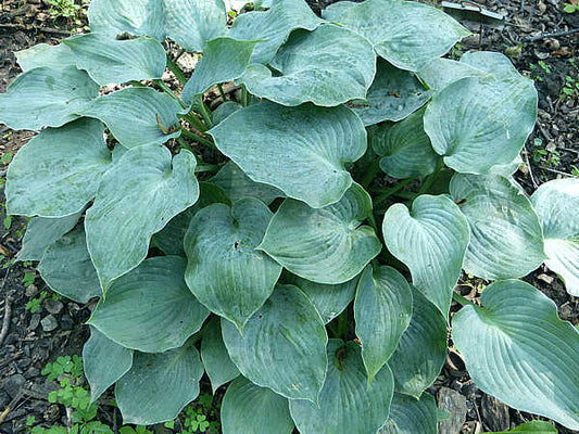 Pewterware Hosta Plants online shopping
