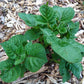 Purple Viking Seed Potato online shopping
