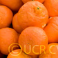 Dancy Mandarin Budwood citrus plant material online shopping