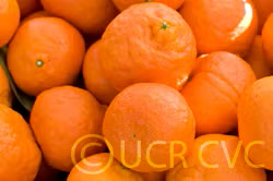 Dancy Mandarin Budwood citrus plant material online shopping