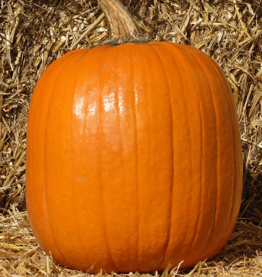 Howden Pumpkin Seeds online shopping