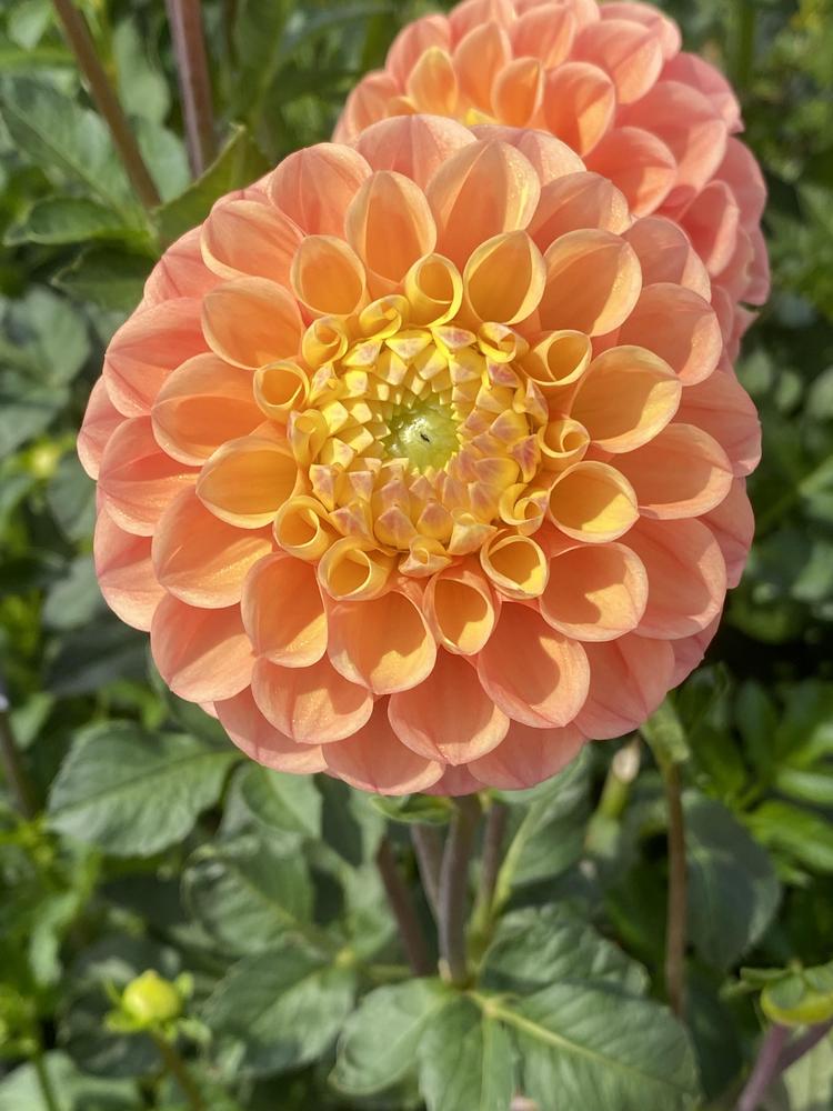 Oh Honey Dahlia