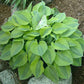 Luna Moth Hosta Plants online shopping