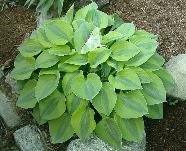 Luna Moth Hosta Plants online shopping