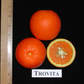 Trovita Sweet Orange Budwood citrus plant material online shopping