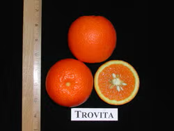 Trovita Sweet Orange Budwood citrus plant material online shopping