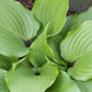One Man’s Treasure Hosta Plants online shopping