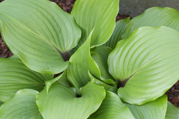 One Man’s Treasure Hosta Plants online shopping