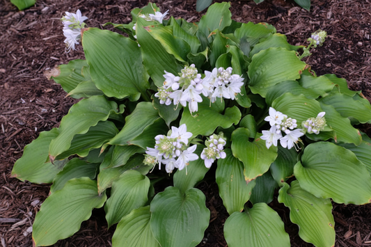 A Scape Plan Hosta Plants online shopping