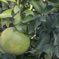 Kao Nun Pummelo Budwood citrus plant material online shopping